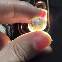 شجر باباقوری عتیقه طبیعی عقیق باباقوری