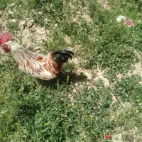 خروس محلی