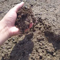 پوش گوسفندی