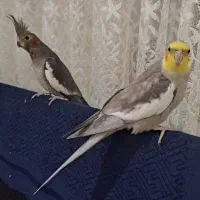 جفت عروس هلندی