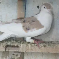 کبوتر