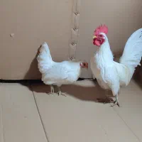 جفت مولد مرغ خروس مینیاتوری چاپنیز