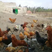 مرغ وخروس|حیوانات مزرعه|اردبیل, |دیوار