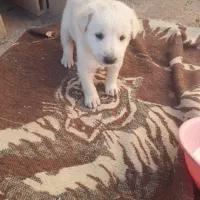 واگذاری توله سگ نژاد دار  ماده