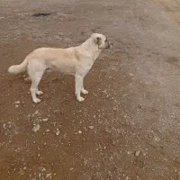 7ملیون به فرش میرسد