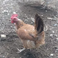 مرغ تخم گزار جوان