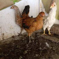 فروش نیمچه مرغ و خروس زینتی پاکر بوشهری و سبرایت|حیوانات مزرعه|کازرون, |دیوار