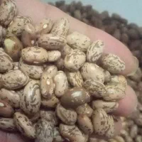 لوبیا چیتی|خوردنی و آشامیدنی|تهران, آذری|دیوار