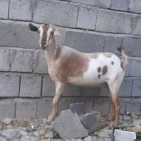 گوسفند کاملآ سام چاق وسرحال خانگی مخصوص داشت.|حیوانات مزرعه|میناب, |دیوار