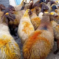 43راس گوسفندمیش با بره|حیوانات مزرعه|کلیائی, |دیوار