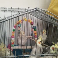 فروش عروس هلندی ۶عدد همه یکجا