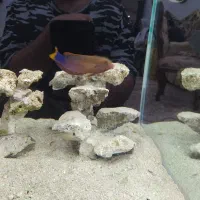 آکواریوم آب شور آبشور