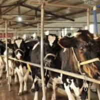 کار در دامداری