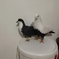 دوعد بهبونی