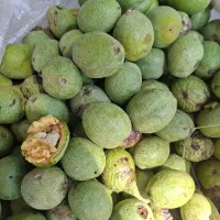 گردو تازه