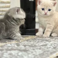 بچه گربه بریتیش