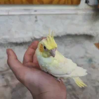 عروس کاملا دستی|پرنده|کاشان, زیدی|دیوار