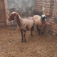 میش جوان|حیوانات مزرعه|نیشابور, دهنو|دیوار