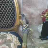 مینا شاه تخم عروس هلندی