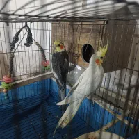 عروس هلندی|پرنده|شهرکرد, |دیوار