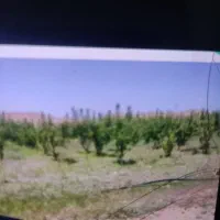 زمین-کشاورزی-سند-دار