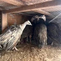 جوجه طاووس|پرنده|شیراز, گویم|دیوار