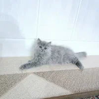 واگذاری  گربه بریتیش نر ۴ماهه|گربه|میبد, |دیوار