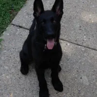 واگذاری بلک ژرمن ماده اصل۲ساله اماده