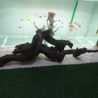 فروش فوری چوب مخصوص اکواربوم