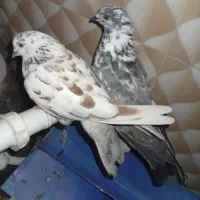 کفتر|پرنده|چاه مرید, |دیوار