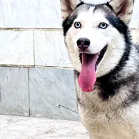 سگ هاسکی ماده
