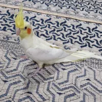 عروس هلندی اهلی بازیگوش|پرنده|ارومیه, |دیوار