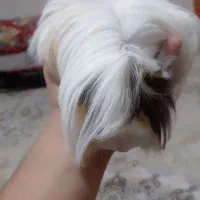 خوکچه هندی اهلی با وسایل|موش و خرگوش|آذرشهر, |دیوار