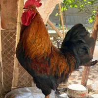 خروس محلی ارگانیک