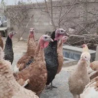 بوقلمون و مرغ خروس طبیعی