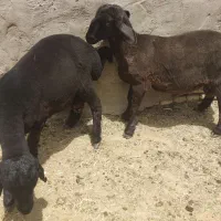 بره نر همو زیگوت