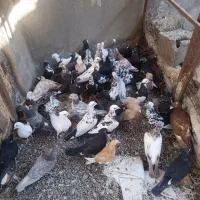 کبوتر پرشی