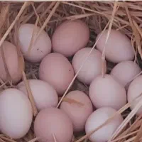 تخم بوقلمون غاز مرغ لاری برهما|حیوانات مزرعه|رشت, منظریه|دیوار