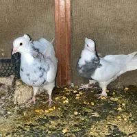 کبوتر پلاکی|پرنده|شهرضا, |دیوار