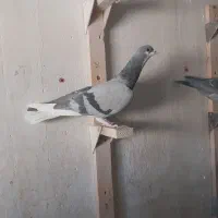 فروش کفتر شهری بدرنگ سبز و یال|پرنده|شیراز, شهرک مفتح|دیوار