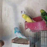 مرغ عشق|پرنده|عجب شیر, |دیوار