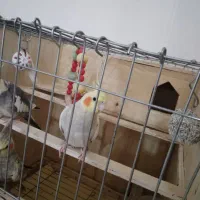 عروس هلندی ماده