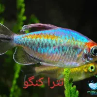 ماهی پلنت زینتی تترا کنگو