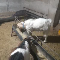 کهره نر سانن دورگ|حیوانات مزرعه|هامون, |دیوار