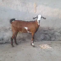 بزها سالم سرحال|حیوانات مزرعه|میناب, |دیوار