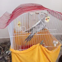 عروس هلندی