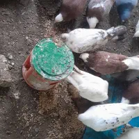 کبوتر|پرنده|بندر ترکمن, |دیوار