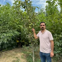 نهال گردو پربار و خوشه ای