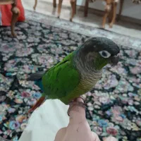 پرنده گرینچیک|پرنده|باغستان, |دیوار