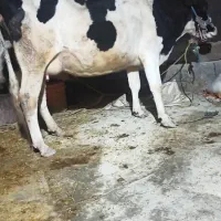 گاوشیری|حیوانات مزرعه|سیلاخور, |دیوار